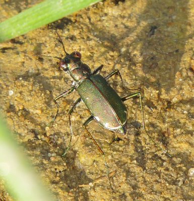 Punctured Tiger Beetle