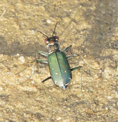 Punctured Tiger Beetle