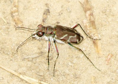 Oblique-Lined Tiger Beetle