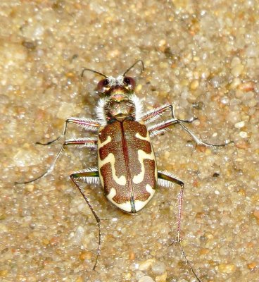 Hairy-Necked Tiger Beetle