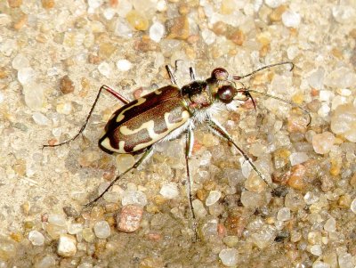Hairy-Necked Tiger Beetle