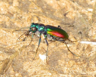 Festive Tiger Beetle