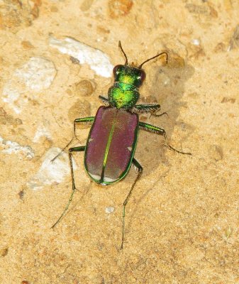 Splendid Tiger Beetle