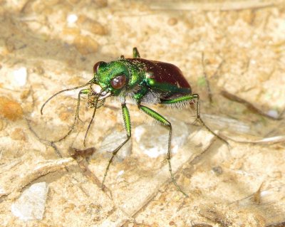 Splendid Tiger Beetle