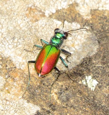 Festive Tiger Beetle