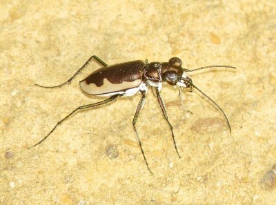 Cream-Edged Tiger Beetle