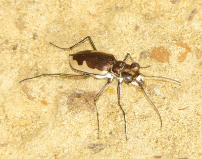 Cream-Edged Tiger Beetle