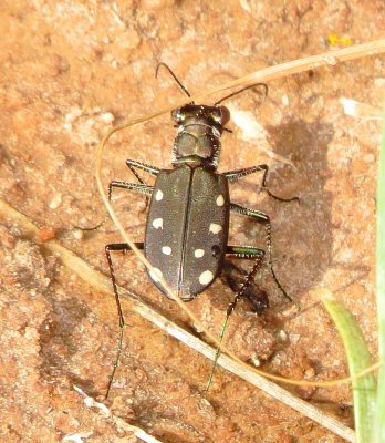 Ocellated Tiger Beetle