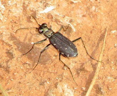 Punctured Tiger Beetle