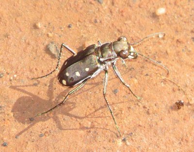 Ocellated Tiger Beetle