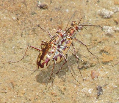 Coppery Tiger Beetle