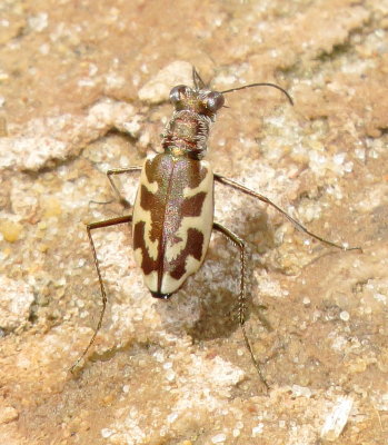 Nevada Tiger Beetle