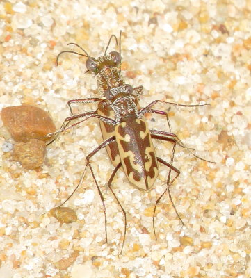 Coppery Tiger Beetle