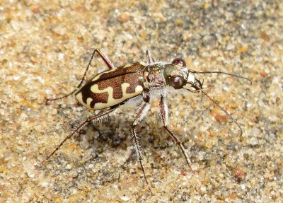 Hairy-Necked Tiger Beetle