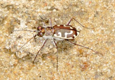 Hairy-Necked Tiger Beetle
