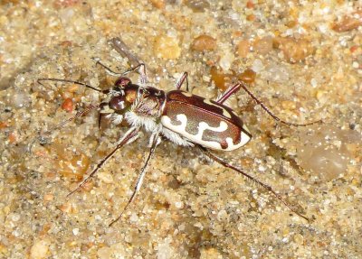 Hairy-Necked Tiger Beetle