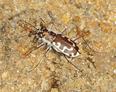 Hairy-Necked Tiger Beetle