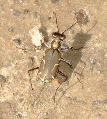 Thin-Lined Tiger Beetle