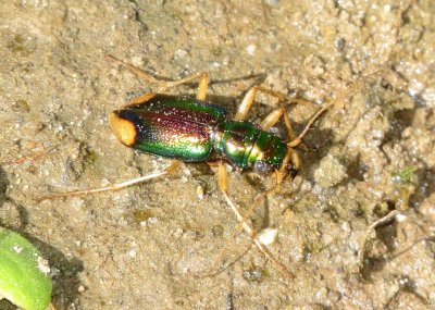 Carolina Metallic Tiger Beetle