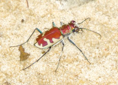 Big Sand Tiger Beetle