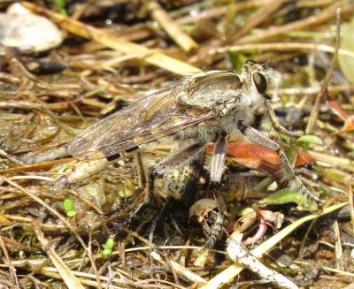 Robber Fly Species