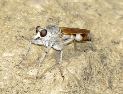 Three-Banded Robber Fly