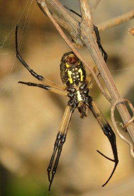 Yellow Garden Spider