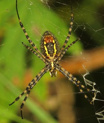 Banded Garden Spider