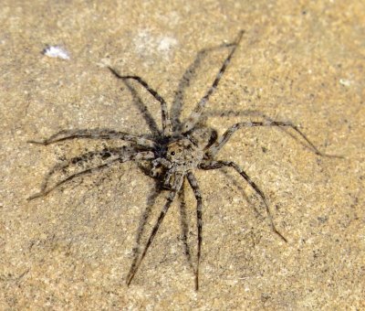 Thin-Legged Wolf Spider Species