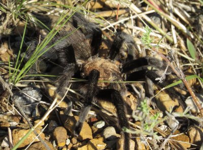 Texas Brown Tarantula
