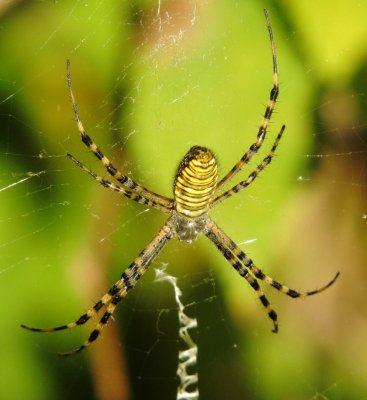 Banded Garden Spider