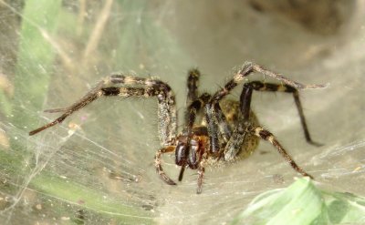 Grass Spider Species