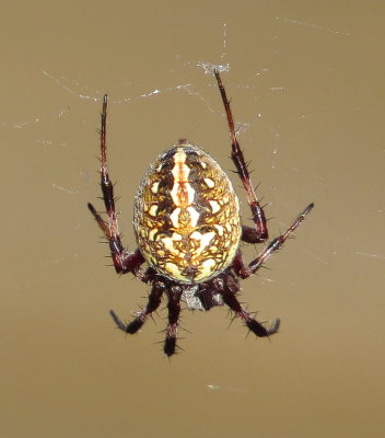 Western Spotted Orbweaver
