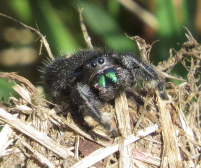 Bold Jumper