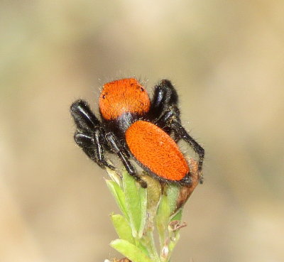 Phidippus Apacheanus