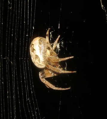 Furrow Orbweaver