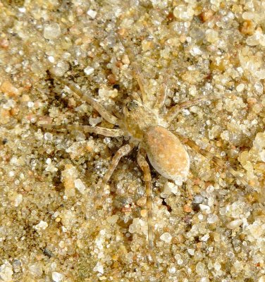 Wolf Spider Species