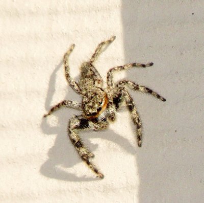 Tan Jumping Spider
