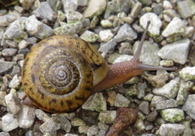 Helicoid Terrestrial Snail Species