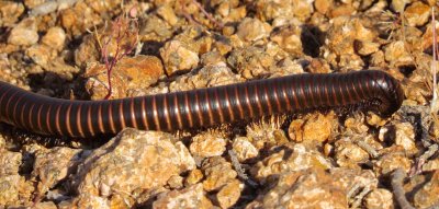 American Giant Millipede Complex