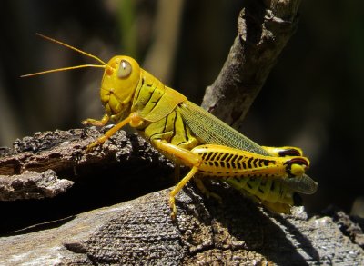 Differential Grasshopper