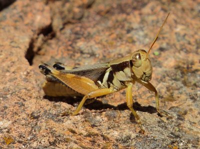 Grasshopper Species