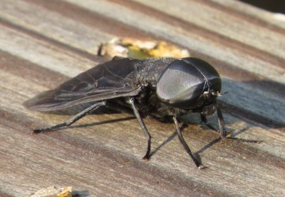 Black Horsefly