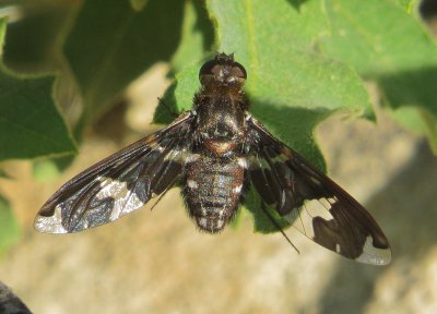 Bee Fly Species