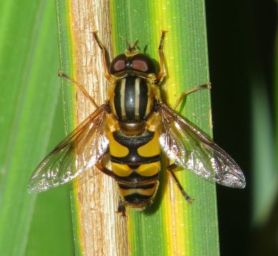 Hoverfly Species