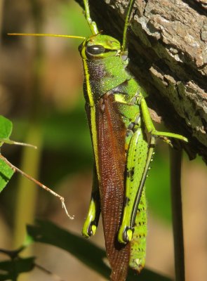 Obscure Bird Grasshopper