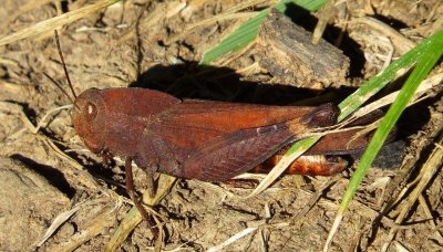 Autumn Yellow-Winged Grasshopper