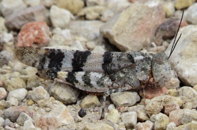 Three-Banded Grashopper