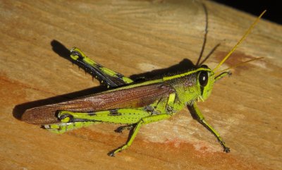 Obscure Bird Grasshopper