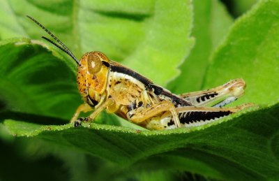 Spurthroat Grasshopper Species